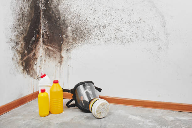 Best Mold Testing and Removal  in Holliday, TX