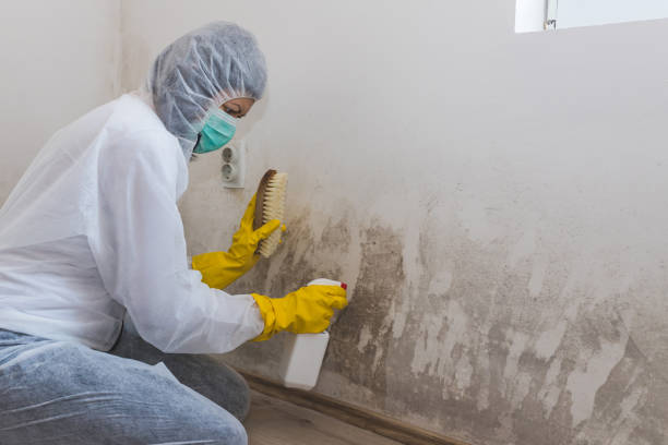 Home Mold Removal in Holliday, TX