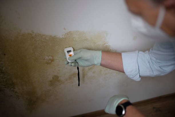 Best Mold Remediation Experts  in Holliday, TX
