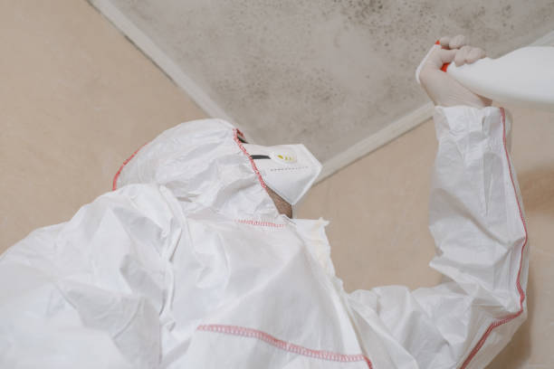 Best Mold Remediation  in Holliday, TX