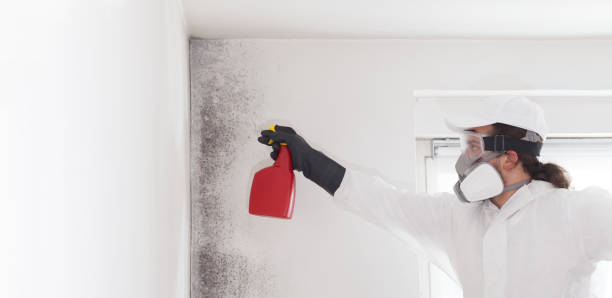 Best Best Mold Removal Companies  in Holliday, TX