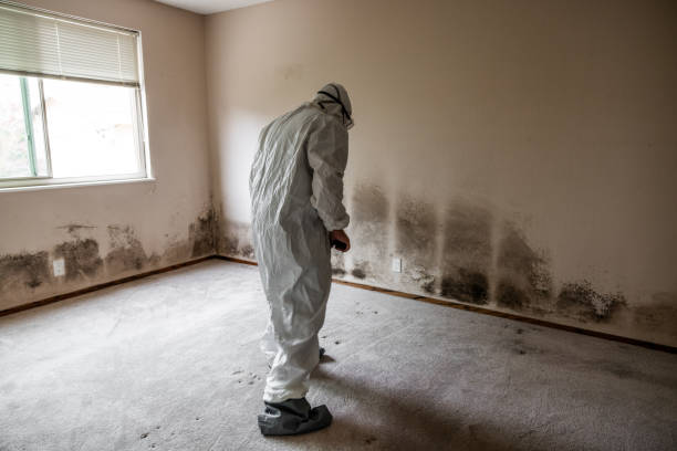 Best Emergency Mold Removal  in Holliday, TX