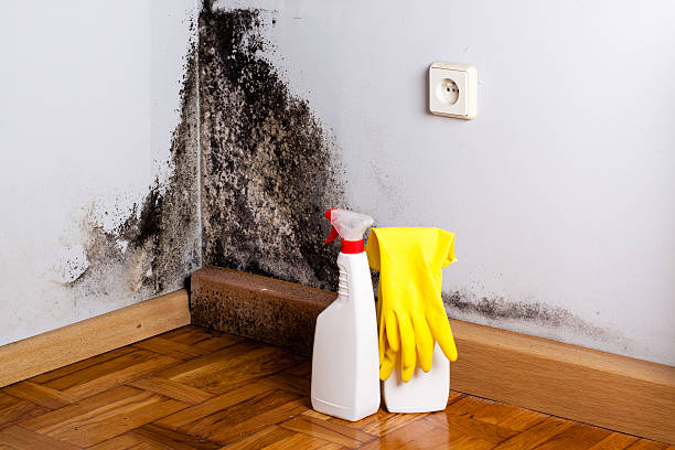 Best Local Mold Removal Service  in Holliday, TX