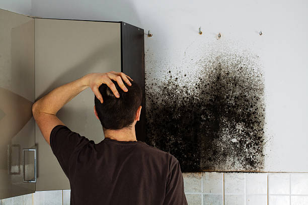 Best Mold Removal Process  in Holliday, TX