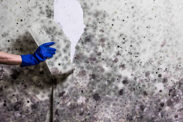Trusted Holliday, TX Mold Removal Experts