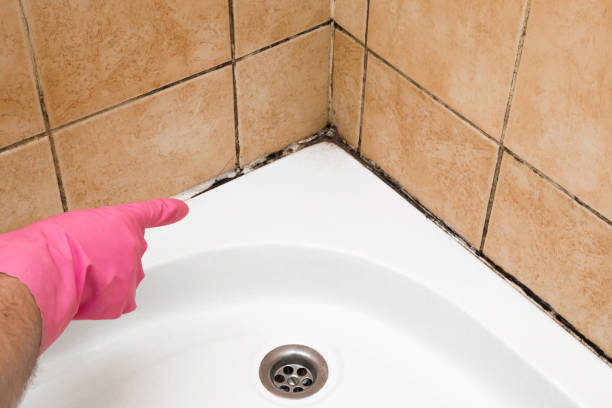Best Commercial Mold Removal  in Holliday, TX