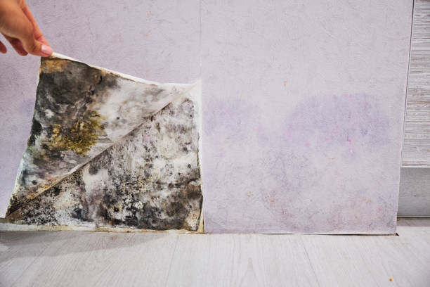 Best Professional Mold Removal  in Holliday, TX